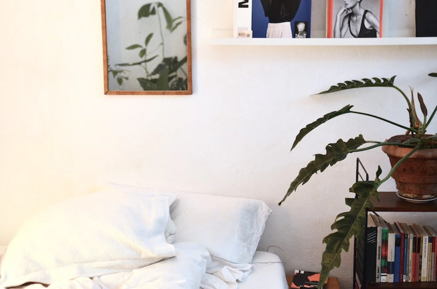 image for Indoor Plants For Your Mental Wellbeing